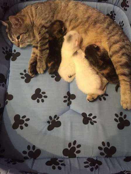 Мама-кошка с малышами в Нальчике фото 3