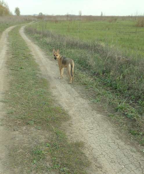 Ника, семейная собака ищет дом в Бронницах фото 4