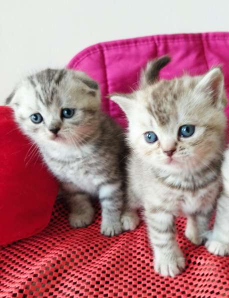 Продам двух шотландских вислоухих котят. Родословнач в фото 4