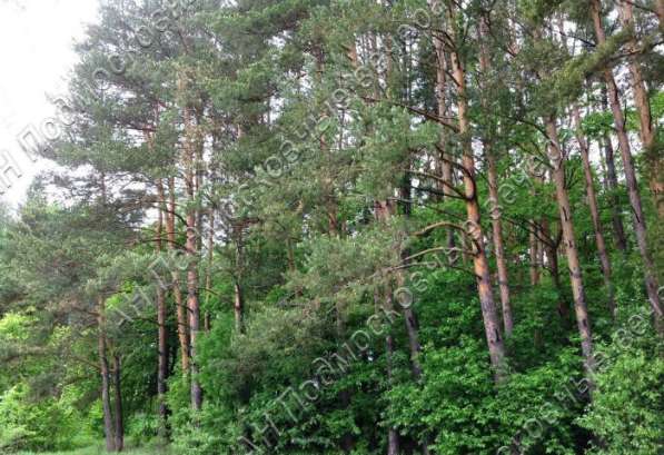 realty_mapper3.plot_in_locationСадовое некоммерческое тов-во. Площадь 18.00 сот.Есть Газ. в Москве фото 32