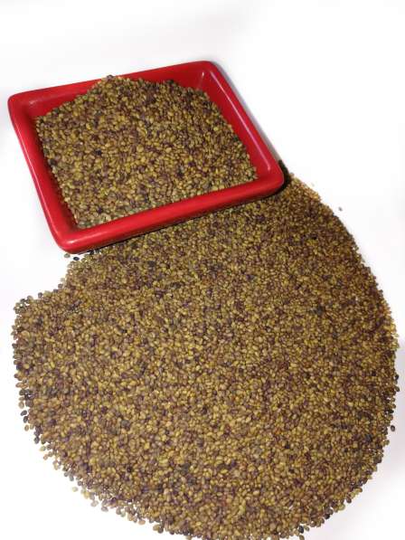 Семена клевера красного (Trifolium pratense)