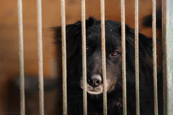 Весёлая, ласковая Чукча ищет семью в Москве фото 59