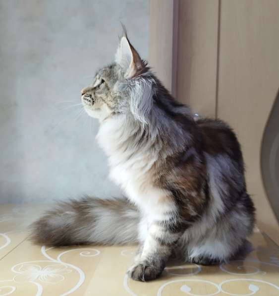 Элитные котята Мейн-кун из питомника Remagic Helga в Барнауле фото 5