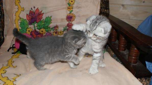 Шалуны в Москве фото 4