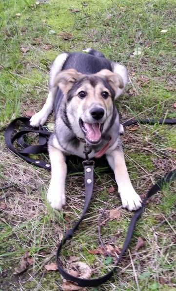 Тася в добрые руки в Ногинске фото 39