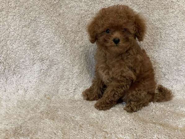 Toy puddle. Red boy