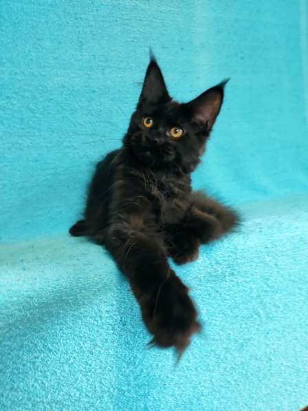 Кошечка мейн-кун из питомнника в Казани фото 9