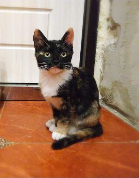 Котёнок - охотница в Санкт-Петербурге