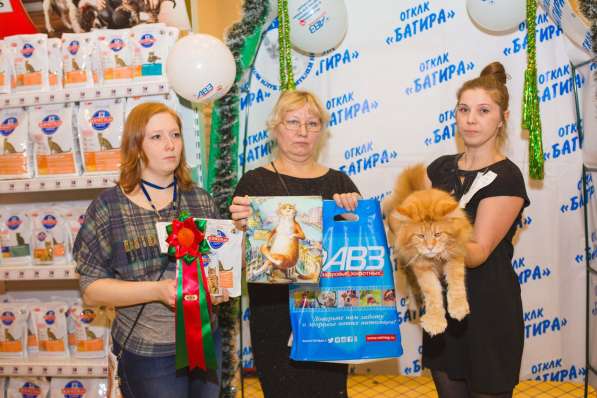 Племенной кот в Омске фото 8