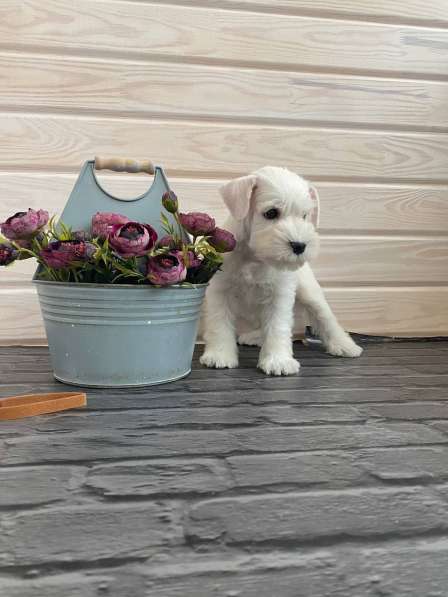 Милейший белый щенок цвергшнауцера в фото 4