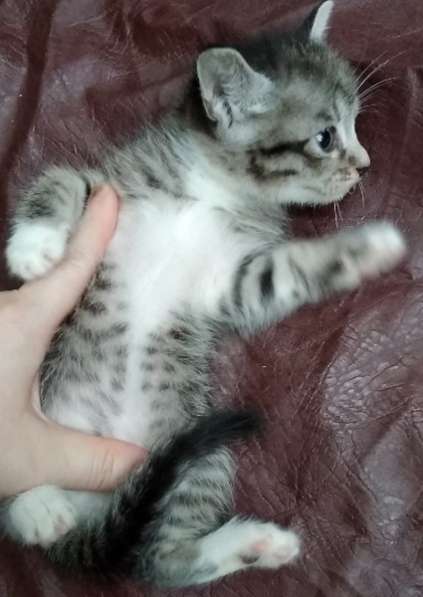 Элитная Бенгальские Снежный барс котятки в Санкт-Петербурге фото 50