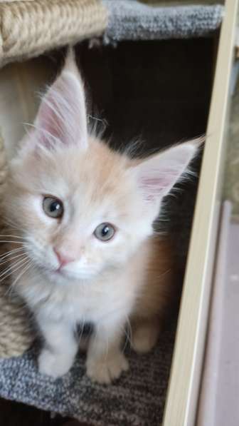 Продажа породистых котята породы Мейн-кун в Москве фото 27