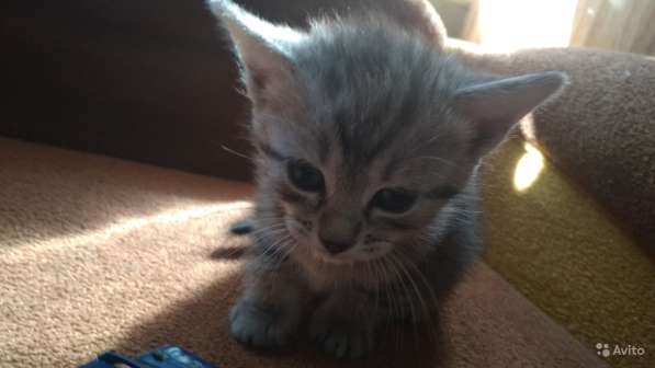 Раздаю счастье в Пензе