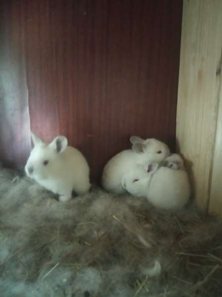 Продаю кроликов в Смоленске фото 3