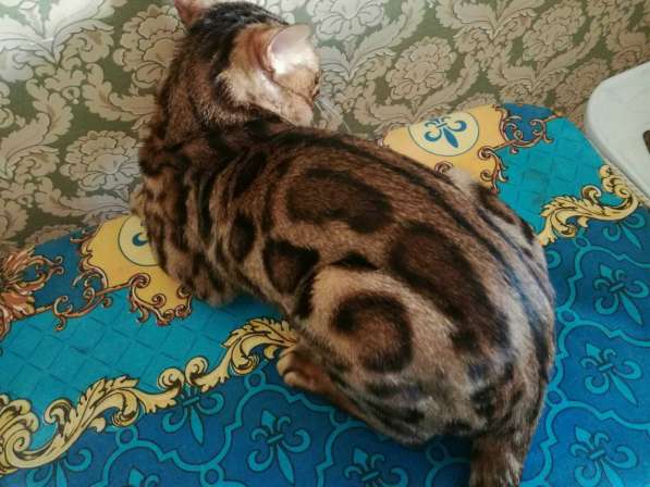 Бенгальский кот в Москве фото 3