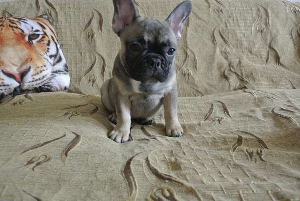 Продаётся Кнопочка в Москве фото 3