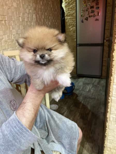 Продаю щенков шпица в фото 5