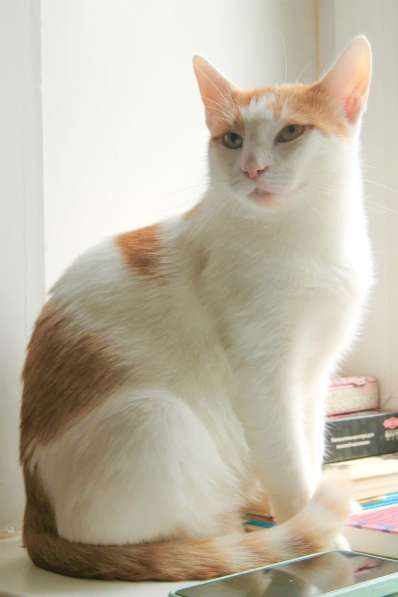 Кошечка Янина - два цвета счастья в добрые руки в Москве фото 11