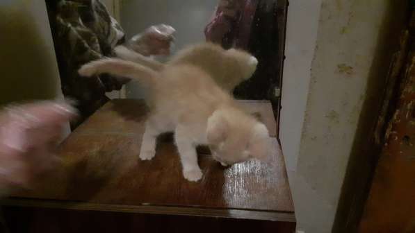 Котенок мальчик сибирской кошки крысолова в Электростале