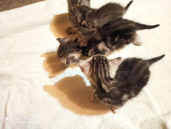 Котята породы Сококе +- три недели, мальчик и две девочки. Б в Подольске фото 4