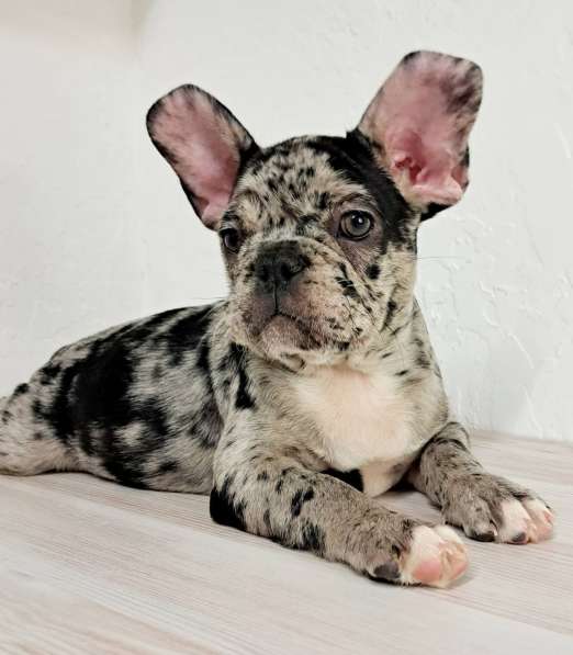 French bulldog. Blue tan and blue merle в 