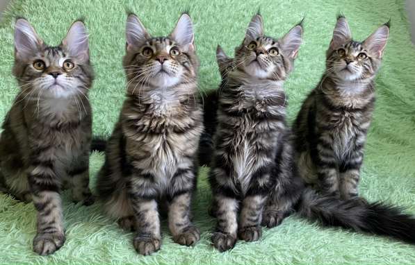 Шикарные котята породы мейн-кун