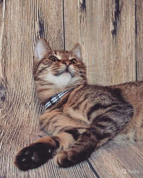 Кошечка в дар в Москве фото 5