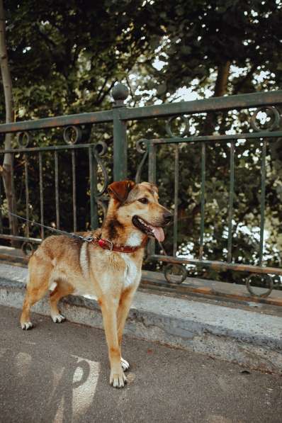 Очаровательная собачка компактного размера в Санкт-Петербурге фото 17