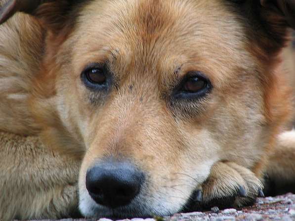 Чистые, Здоровые и Адекватные Собаки от Фонда ЗЖ в фото 4