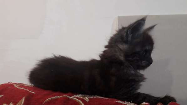 Девочка Мейн Кун в Ставрополе фото 6