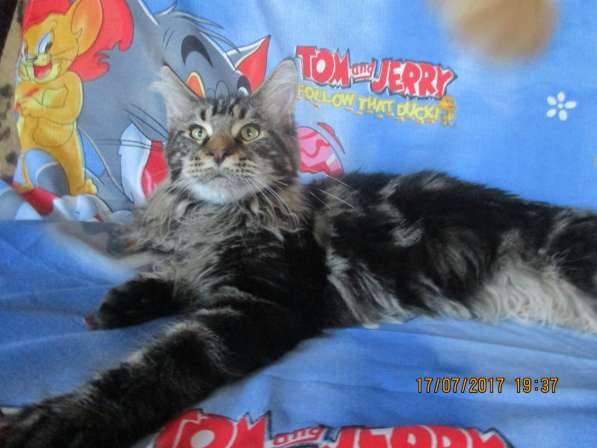 Взрослые девочки из питомника, возможно в совладение в Екатеринбурге фото 24