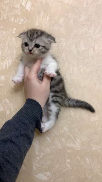 Шотландские котята в Тюмени фото 9