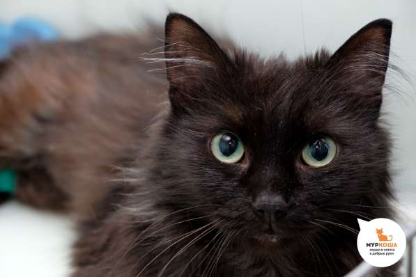 Кошечка Нутелла в Москве фото 7