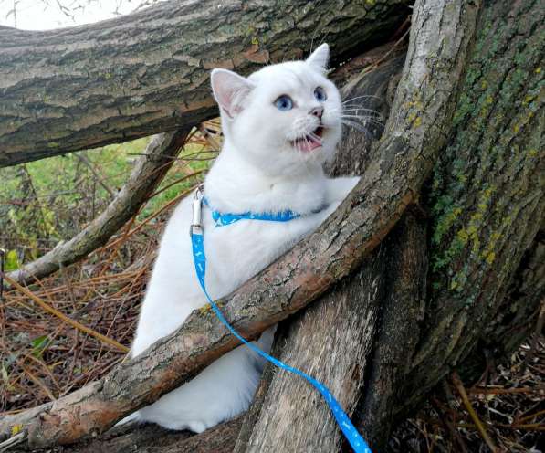 Золотые шиншилки в фото 14