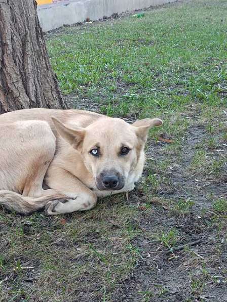 Молодой солнечный пес Кай ищет дом в Москве фото 3