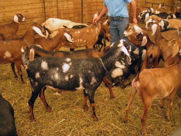 Племенные козы Англо-Нубийскиие (скот из Европы класс Элита) в фото 8