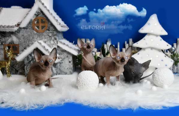 Котята Elf, Bambino, Dwelf, Sphynx в фото 3