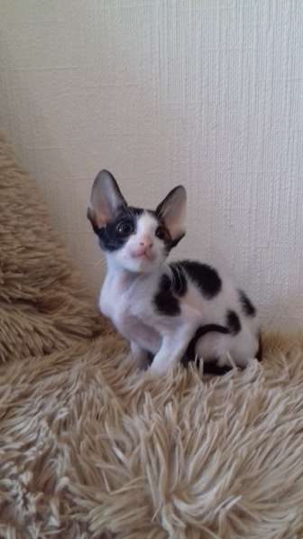 Кошечка Корниш рекс в Москве фото 10