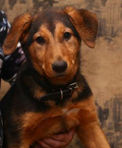 Отдам даром Эмма в добрые руки