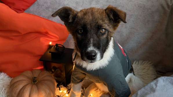 Очень красивые щенки в Санкт-Петербурге фото 19