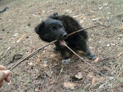 Отдам даром Очаровательный щенок в Томске фото 5