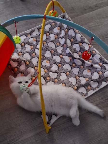 Британский короткошерстный котик в фото 15