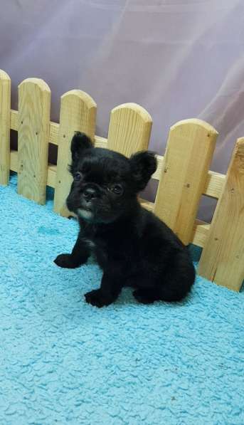 French bulldog. Black fluffy girl в