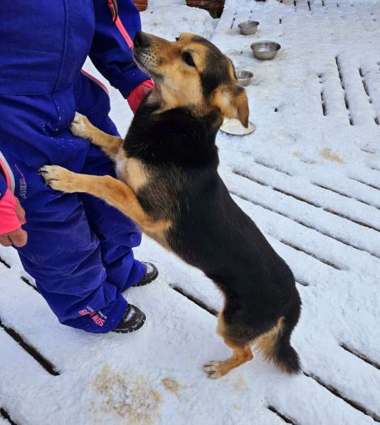 Красивая собачка размером с таксу в Санкт-Петербурге фото 7