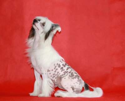 Щенки китайской хохлатой собаки. в Южно-Сахалинске фото 4