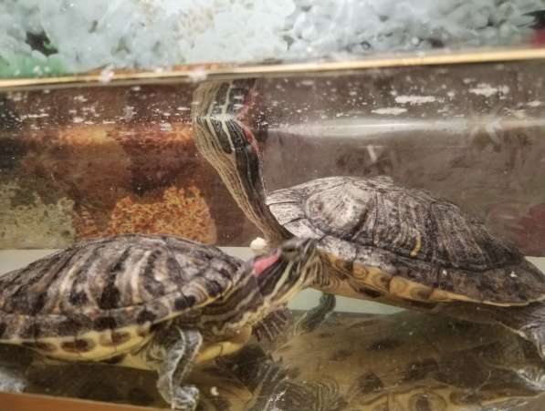 Красноухие черепахи водные