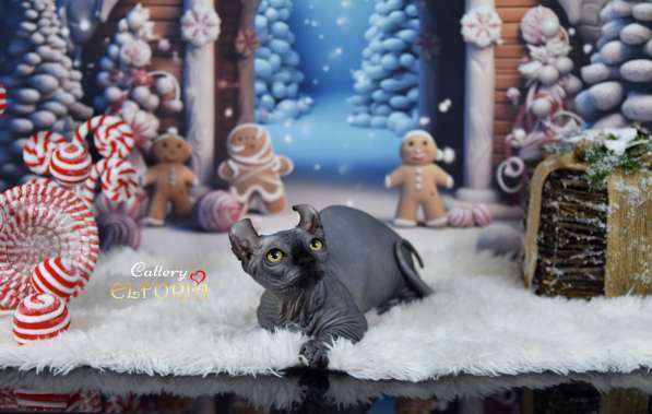 Котята Sphynx, Elf, DWELF