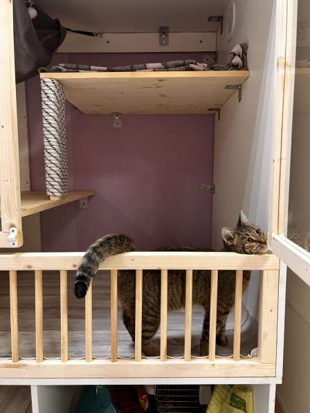 Передержка кошек. Астрахань в Астрахани фото 4