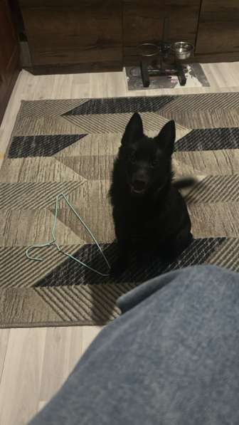 Шиперке девочка-ищу дом! в Москве фото 3