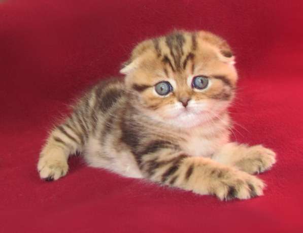 Шотландские котята из питомника в Санкт-Петербурге фото 7